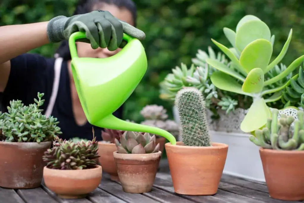 ¡Estas plantas no necesitan agua! esto es lo que son – Mis Consejos Jardinería