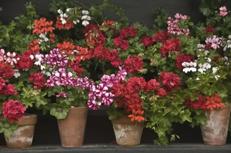 ¡Este es el fertilizante más poderoso para una floración espectacular de tus geranios! – Mis Consejos Jardinería