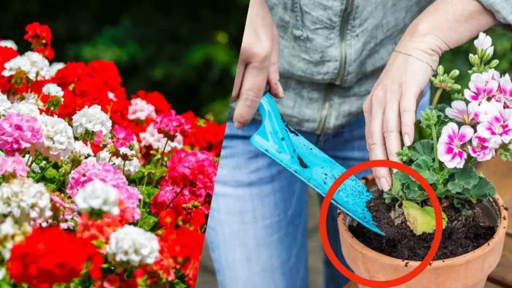 ¡Geranio, con el truco de la ramita multiplícalo sin cesar sin sacar 1 euro! – Mis Consejos Jardinería