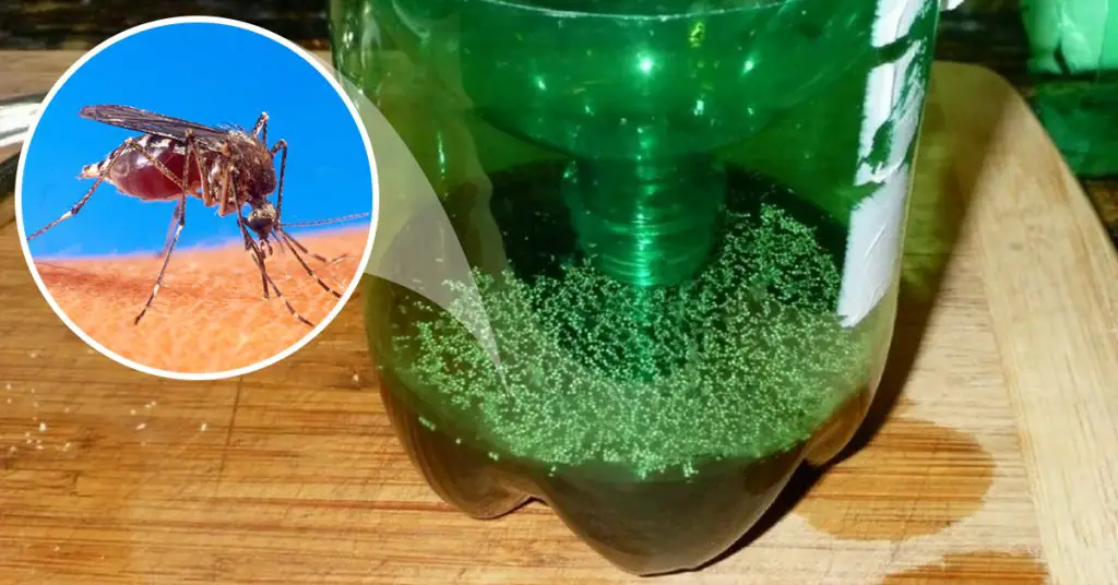 ¡Mantén alejados a los mosquitos con el truco de la botella! – Mis Consejos Jardinería