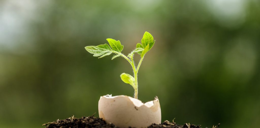 ¡No tires las cáscaras de huevo! Descubre 3 beneficios de usarlos en tu jardín para ayudarlo a prosperar – Mis Consejos Jardinería