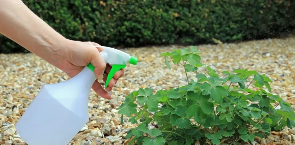 ¡Nuestra receta casera de herbicida con vinagre blanco para un jardín sano y natural! – Mis Consejos Jardinería