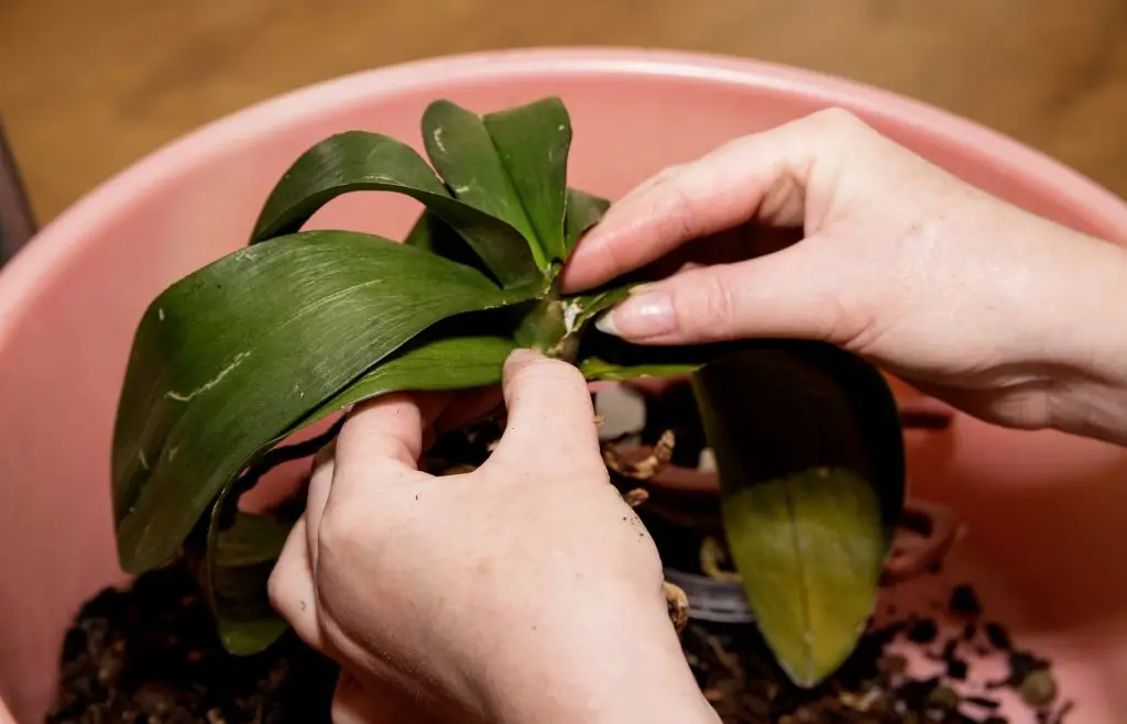 ¡Orquídea marchita! El simple truco que utilizan los floristas para tratarlo. ¡Increíble! – Mis Consejos Jardinería