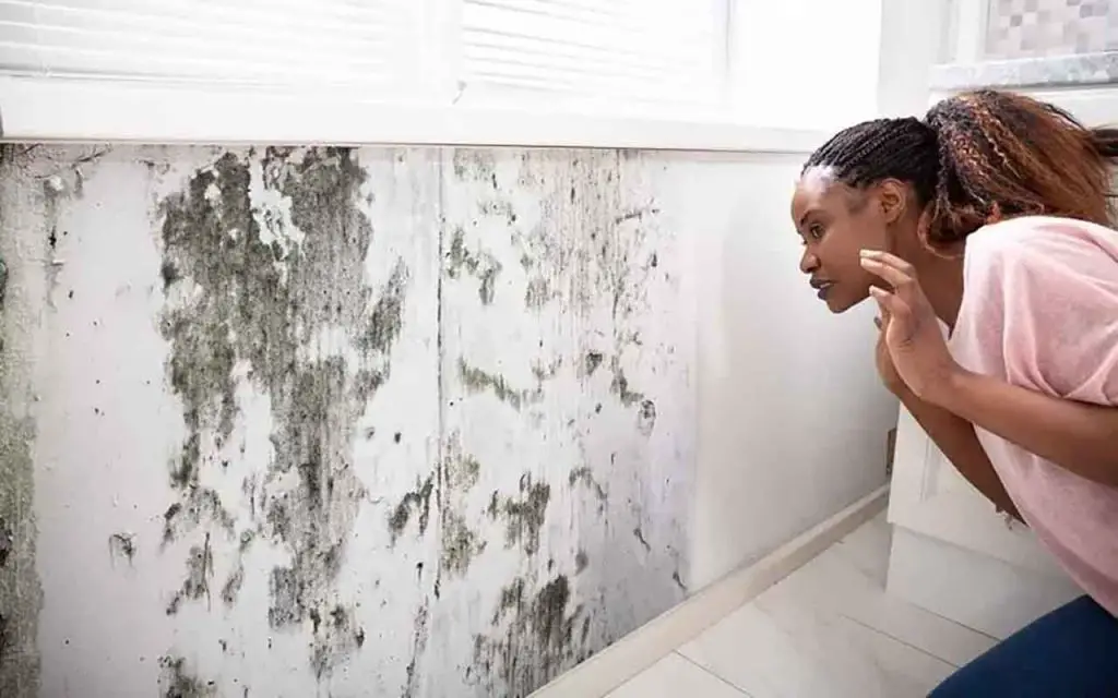 ¡PARA la lejía contra el moho, no funciona! esto es lo que debe usar – Mis Consejos Jardinería