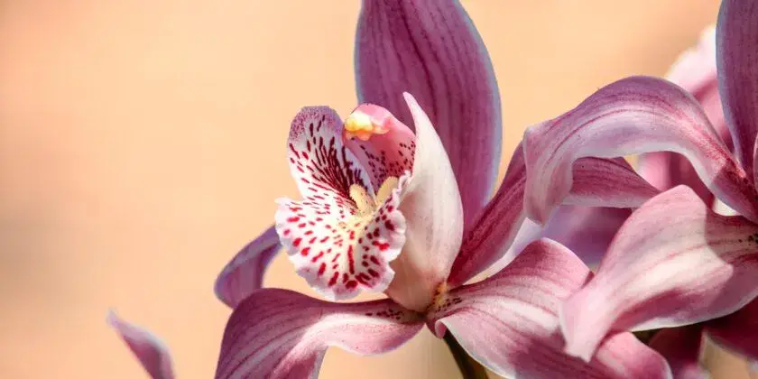 ¡Prueba este truco súper fácil para tener orquídeas hermosas, originales y duraderas en 5 minutos! – Mis Consejos Jardinería