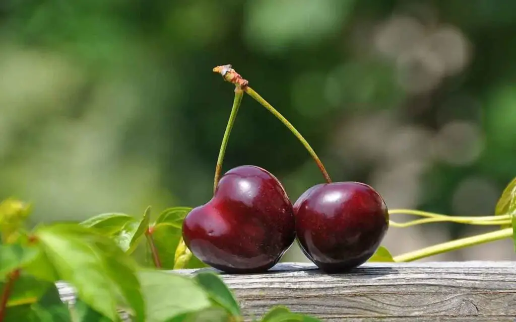 ¡Si tienes este árbol, vale una fortuna! eso es lo que es – Mis Consejos Jardinería
