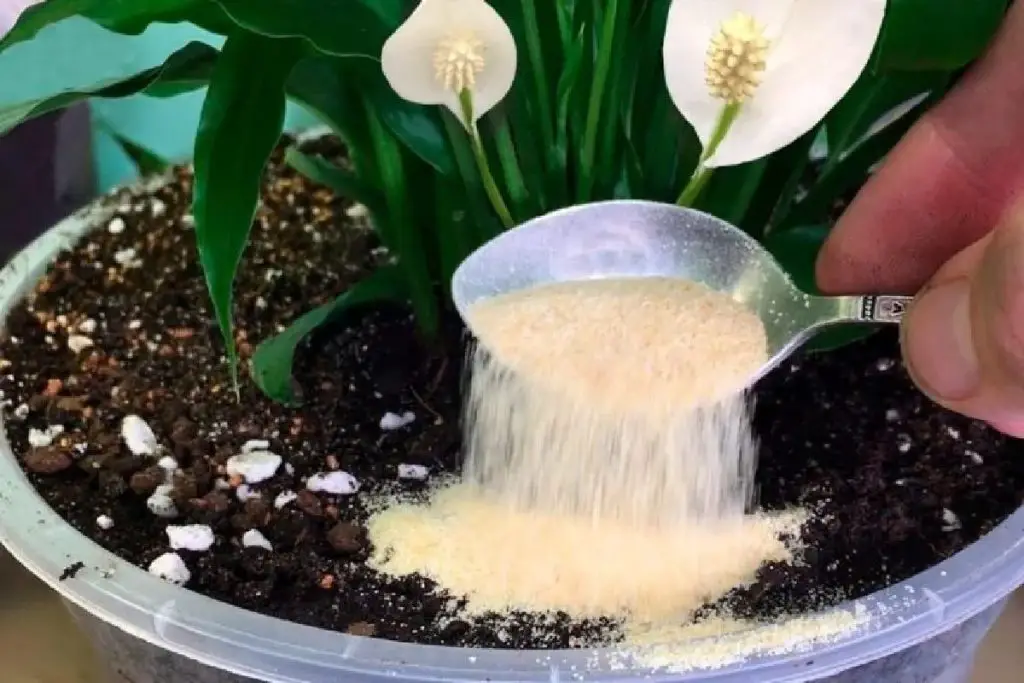¡Solo 1 cucharadita debajo de cualquier planta para obtener hojas verdes y florece mágicamente – Mis Consejos Jardinería
