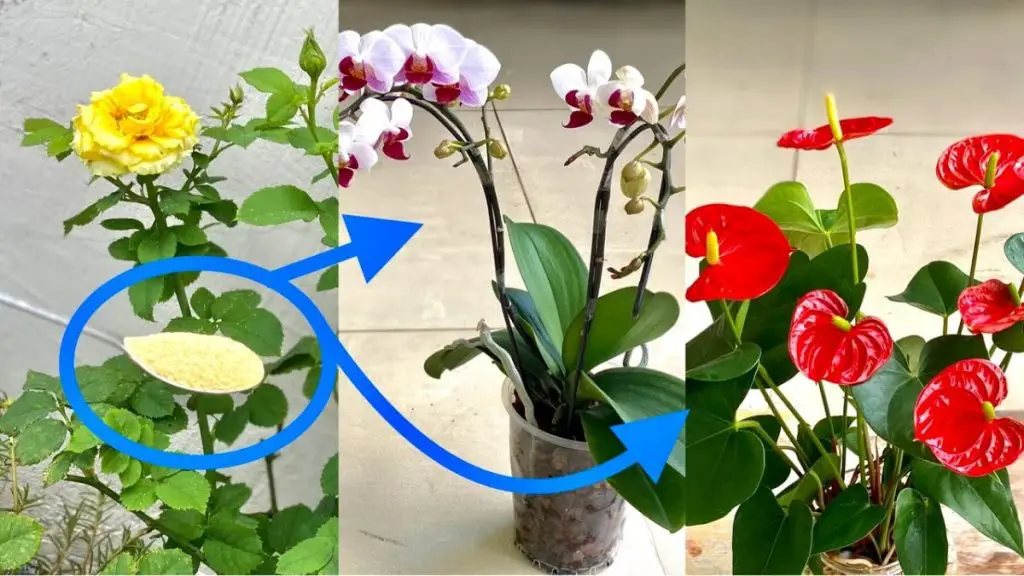 ¡Solo necesitas una cucharada y todas tus plantas tendrán cada vez más flores! – Mis Consejos Jardinería
