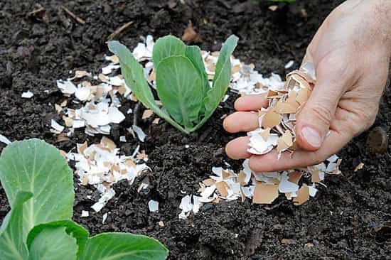 ¿Cáscaras de huevo? Tíralos al jardín, te ahorran dinero: por eso