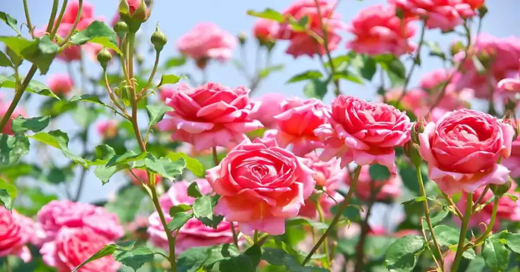 ¿Cómo conseguir rosas sanas y florecientes? – Mis Consejos Jardinería