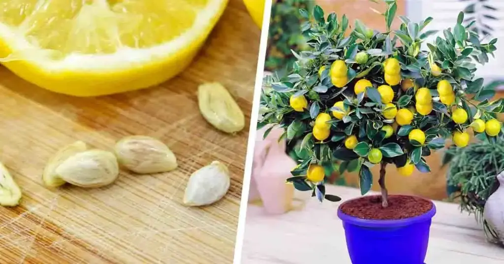 ¿Cómo conseguir un limonero fácilmente a partir de una semilla? Es muy fácil ! – Mis Consejos Jardinería