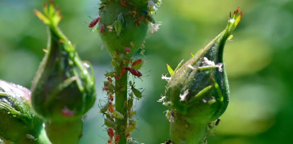 ¿Cómo controla efectivamente los pulgones en sus rosas? – Mis Consejos Jardinería