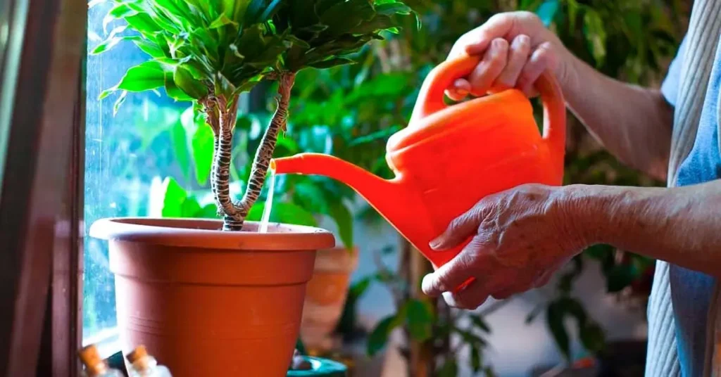¿Cómo cuidar bien tus plantas? – Mis Consejos Jardinería