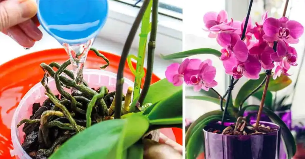 ¿Cómo cuidar las orquídeas para que florezcan todos los años? – Mis Consejos Jardinería