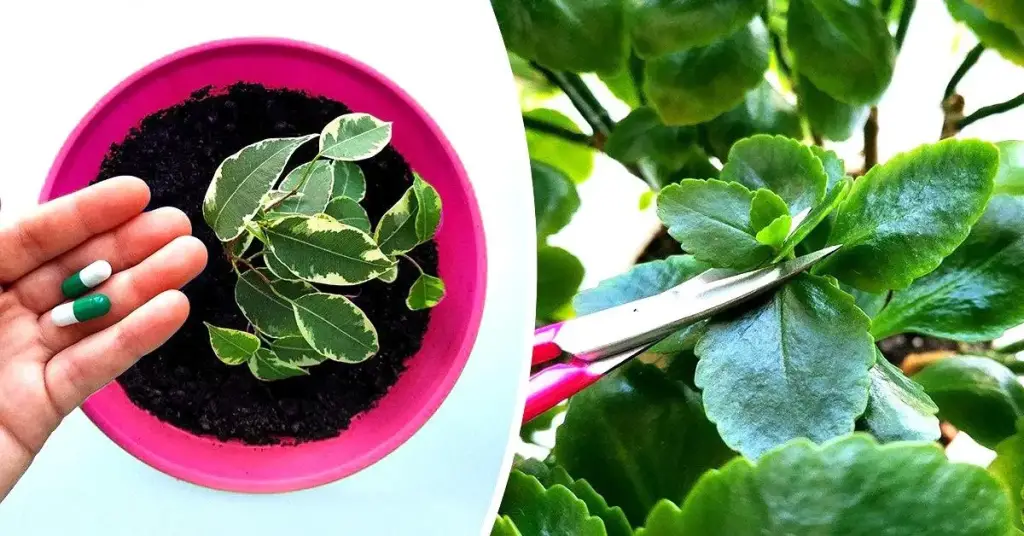 ¿Cómo cuidar perfectamente las plantas de interior? 6 consejos simples y efectivos – Mis Consejos Jardinería