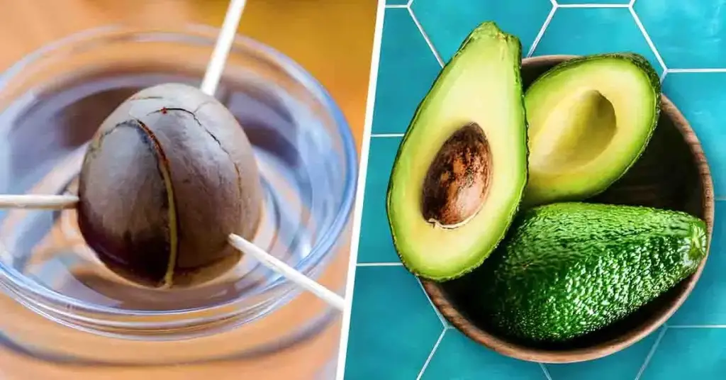¿Cómo cultivar aguacates de un hoyo? – Mis Consejos Jardinería
