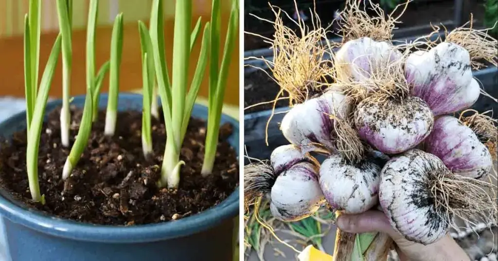 ¿Cómo cultivar ajo para tener infinidad en casa? – Mis Consejos Jardinería