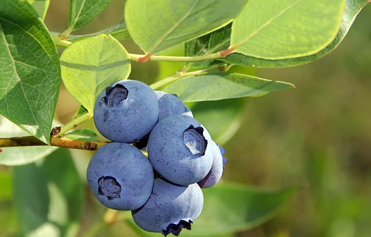 arándano