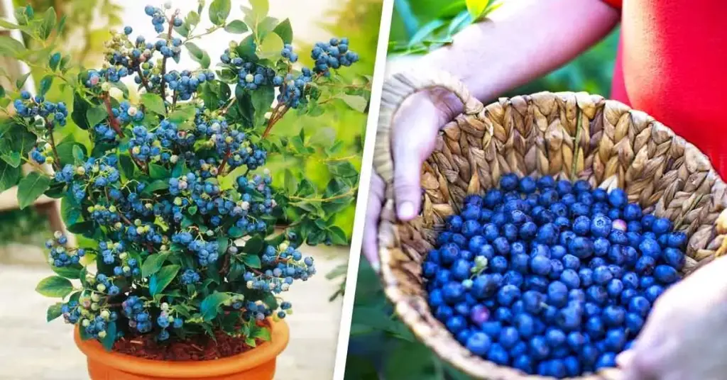 ¿Cómo cultivar arándanos en tu jardín? – Mis Consejos Jardinería