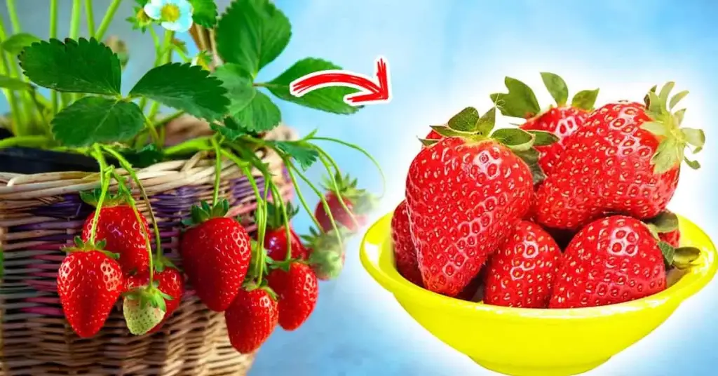 ¿Cómo cultivar fresas todo el año en casa? – Mis Consejos Jardinería