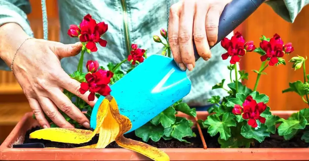 ¿Cómo cultivar geranios a partir de un plátano? – Mis Consejos Jardinería