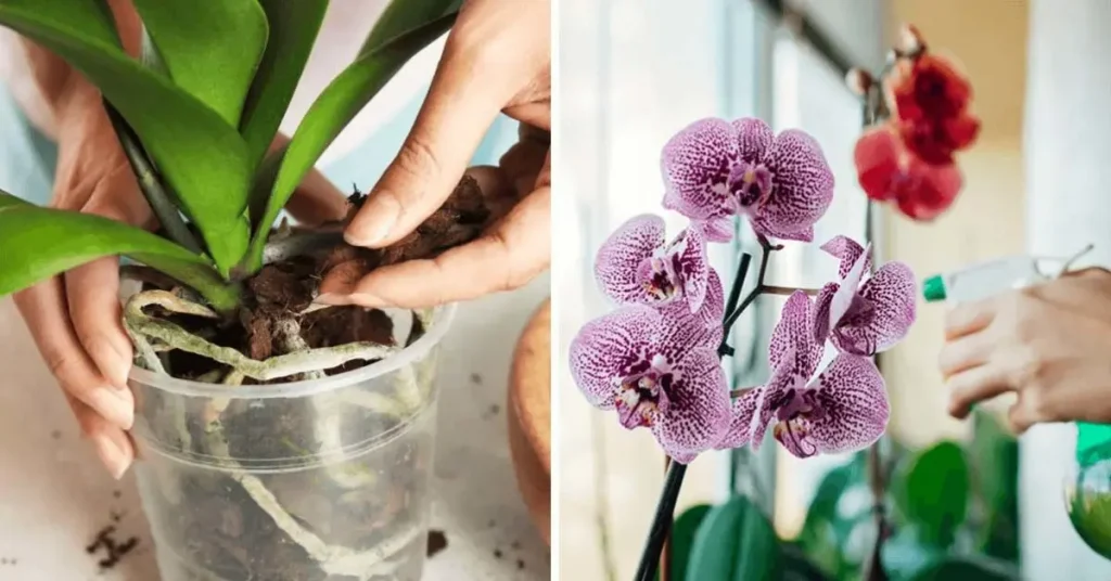 ¿Cómo cultivar hermosas orquídeas en casa? 4 secretos para saber – Mis Consejos Jardinería