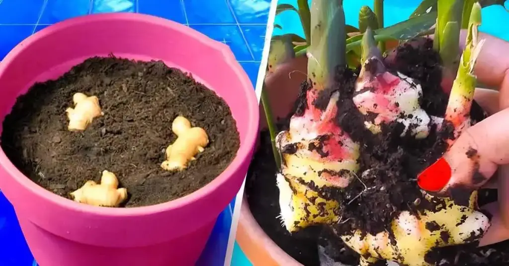 ¿Cómo cultivar jengibre en casa? – Mis Consejos Jardinería