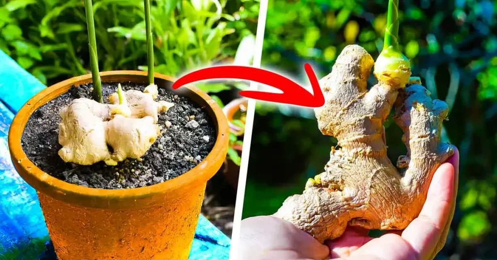 ¿Cómo cultivar jengibre en maceta para tenerlo disponible gratis todo el año? – Mis Consejos Jardinería