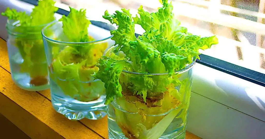 ¿Cómo cultivar lechuga a partir de sobras? – Mis Consejos Jardinería
