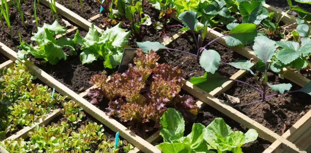 ¿Cómo cultivar más vegetales cuando no tienes espacio? 5 consejos fáciles – Mis Consejos Jardinería