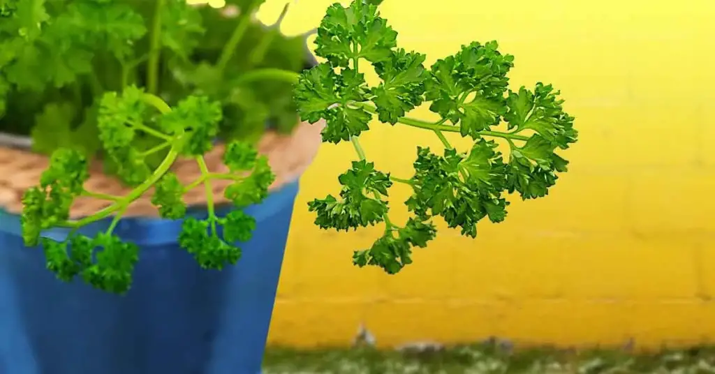 ¿Cómo cultivar perejil en casa? – Mis Consejos Jardinería