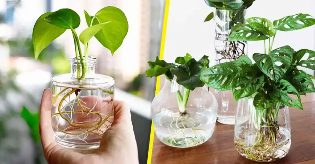 ¿Cómo cultivar plantas en agua en casa? 5 sencillos pasos – Mis Consejos Jardinería