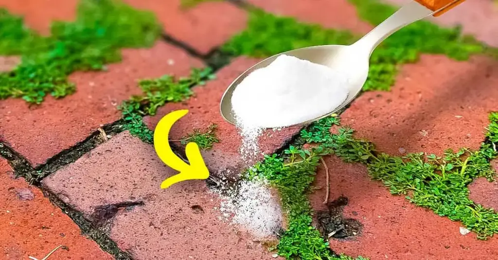 ¿Cómo deshacerse de las malas hierbas y el musgo en los adoquines? – Mis Consejos Jardinería