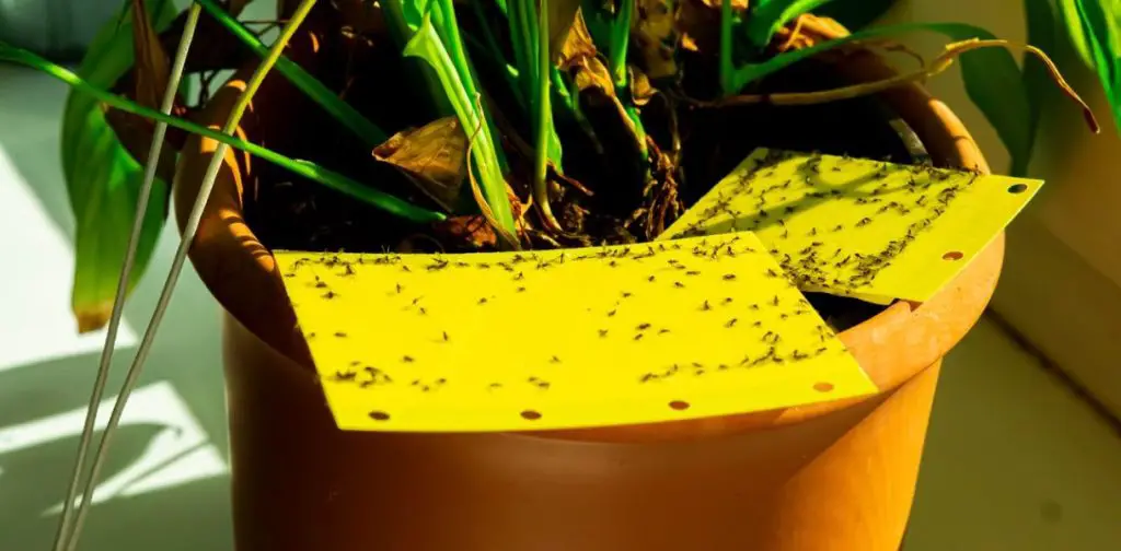 ¿Cómo deshacerse de los mosquitos? Métodos efectivos para prevenirlos y eliminarlos de tu hogar – Mis Consejos Jardinería