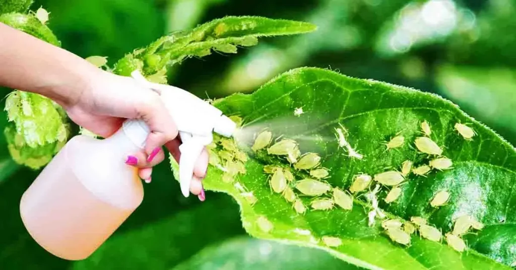 ¿Cómo deshacerse de los pulgones que asolan las plantas? 5 pesticidas naturales para hacer en casa – Mis Consejos Jardinería