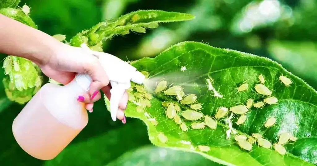 ¿Cómo deshacerse de los pulgones que asolan las plantas? 5 pesticidas naturales para hacer en casa – Mis Consejos Jardinería