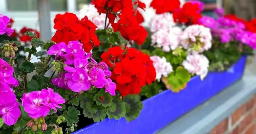 ¿Cómo despertar los geranios después del invierno? – Mis Consejos Jardinería