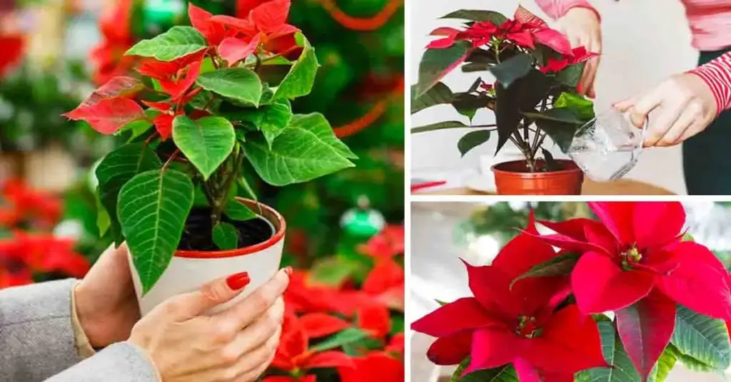 ¿Cómo elegir y cuidar una Poinsettia (estrella de Navidad)? 3 consejos simples y efectivos – Mis Consejos Jardinería