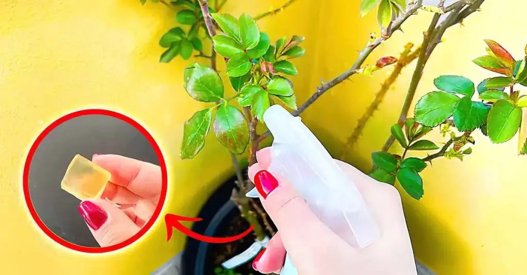 ¿Cómo eliminar insectos de forma natural con jabón potásico? – Mis Consejos Jardinería