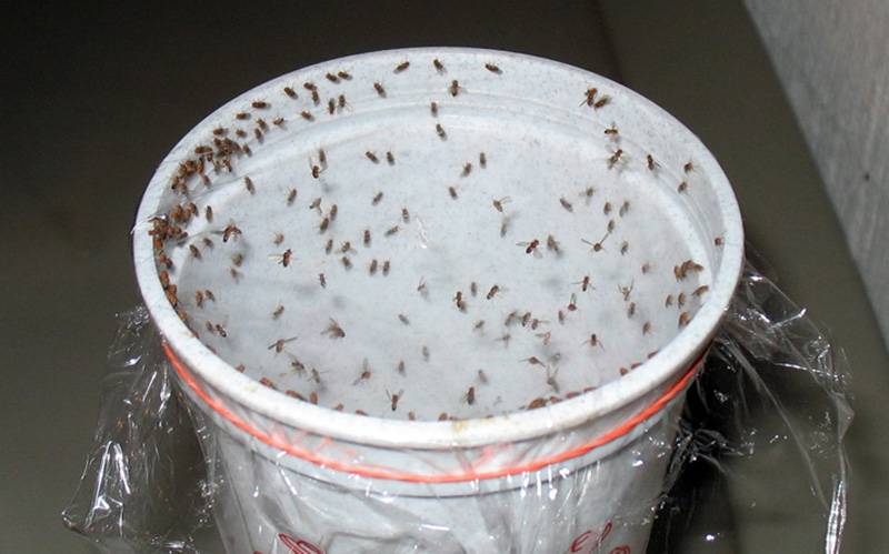 ¿Cómo eliminar moscas con el truco del vaso de agua? – Mis Consejos Jardinería