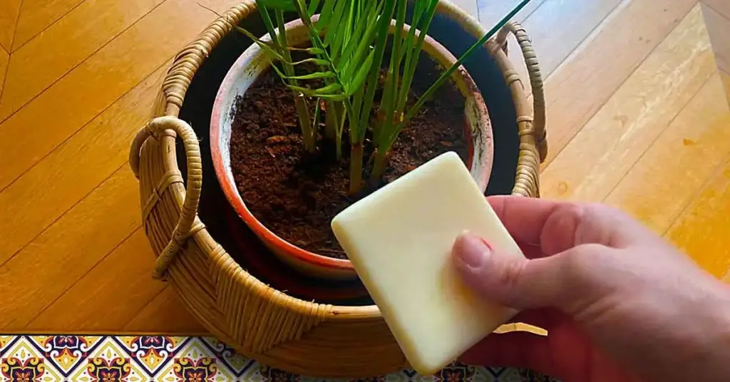 ¿Cómo eliminar y prevenir la aparición de parásitos que atacan a tus plantas? – Mis Consejos Jardinería
