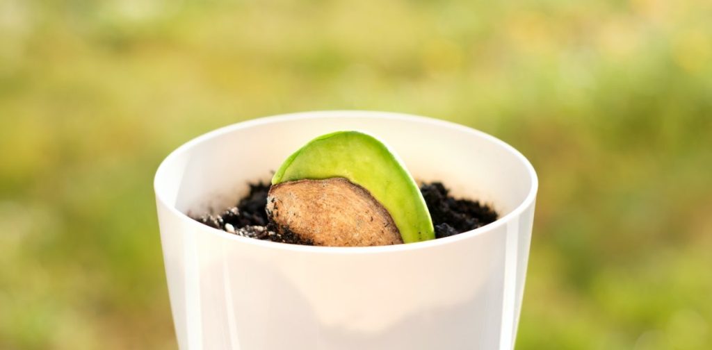 ¿Cómo germinar un simple grano de mango en una planta majestuosa? – Mis Consejos Jardinería