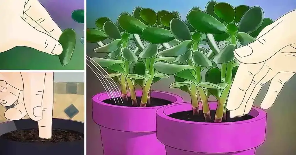¿Cómo hacer crecer un árbol de jade a partir de una hoja? Un truco simple y efectivo. – Mis Consejos Jardinería