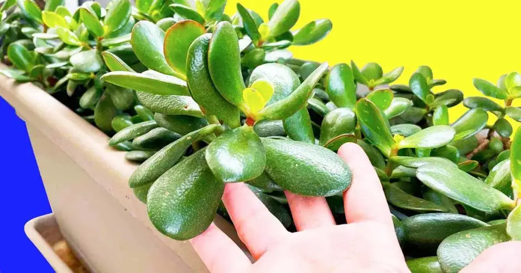 ¿Cómo hacer crecer un árbol de jade más rápido? – Mis Consejos Jardinería