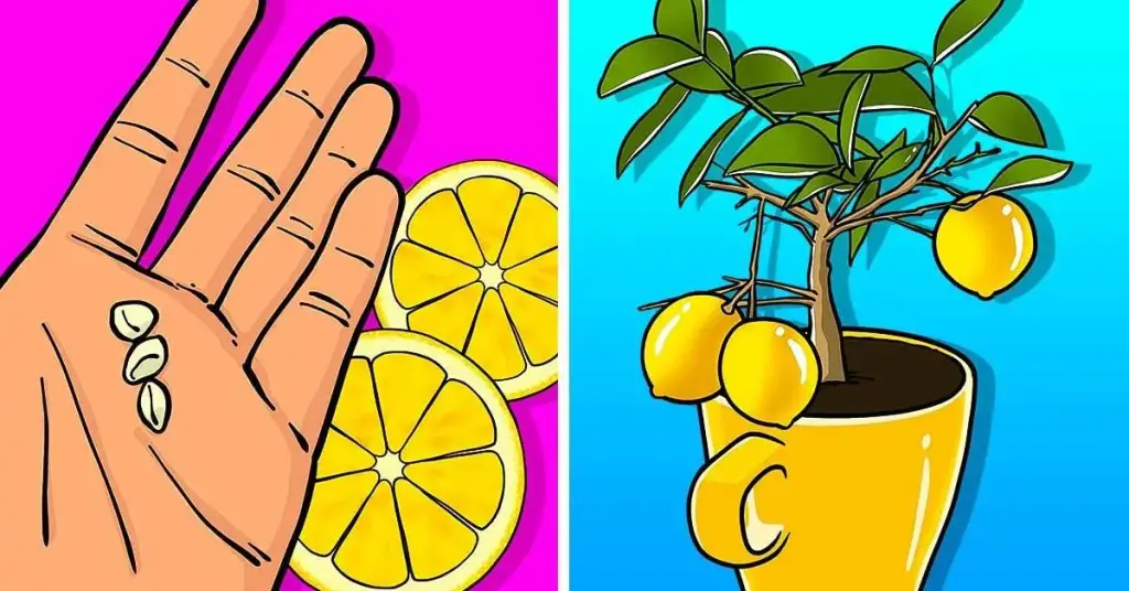 ¿Cómo hacer crecer un limonero en una taza? – Mis Consejos Jardinería
