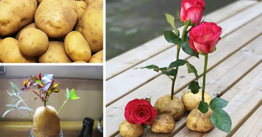 ¿Cómo hacer crecer una rosa en una patata? – Mis Consejos Jardinería