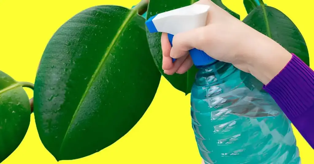 ¿Cómo hacer que tus plantas florezcan y mantener alejadas todas las plagas con agua de avena? – Mis Consejos Jardinería