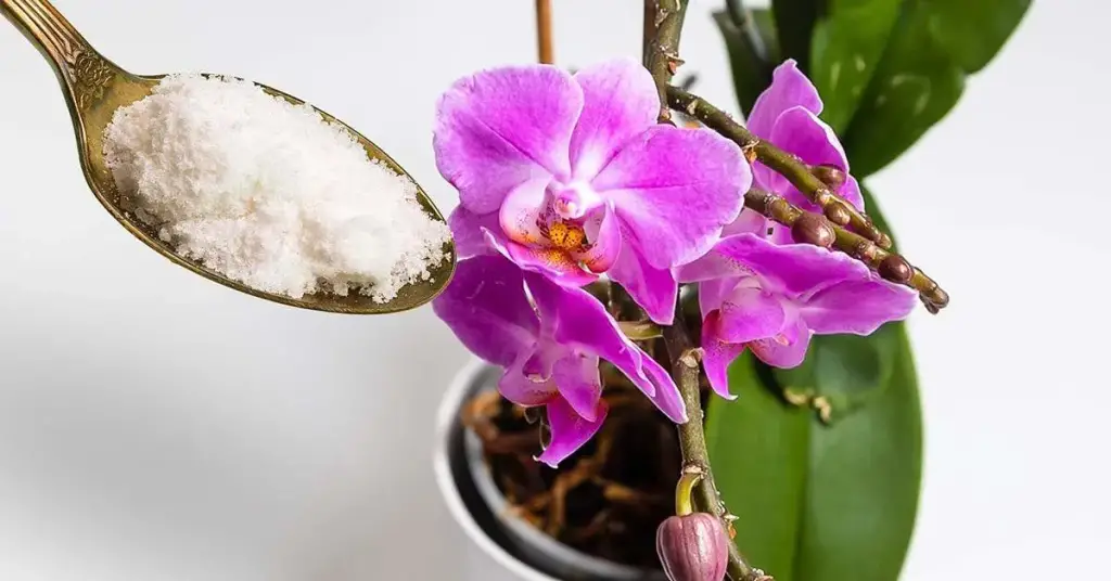 ¿Cómo hacer que una orquídea vuelva a florecer con ajo en polvo? – Mis Consejos Jardinería