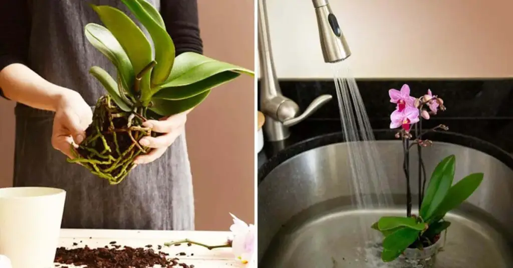 ¿Cómo hacer que una orquídea vuelva a florecer para no volver a comprarla? – Mis Consejos Jardinería
