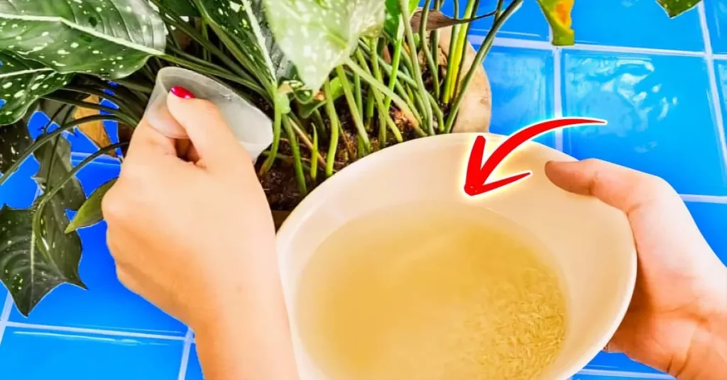 ¿Cómo hacer un fertilizante natural a base de arroz para cultivar plantas de interior? – Mis Consejos Jardinería